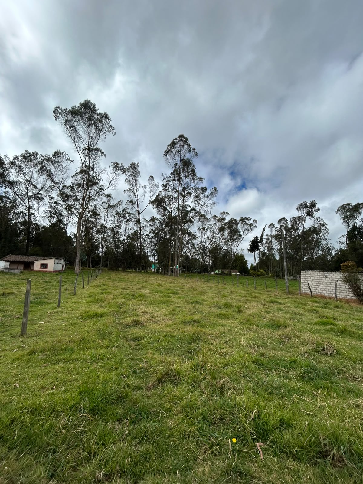 LOTE GUAN CANTERIA