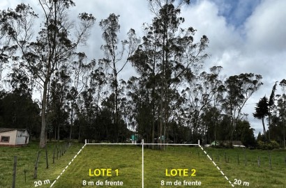 LOTE GUAN CANTERIA